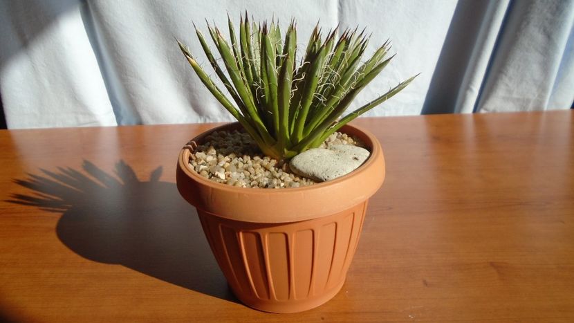 Agave filifera ssp. schidigera - Agave - Yucca si Dracaena 2020