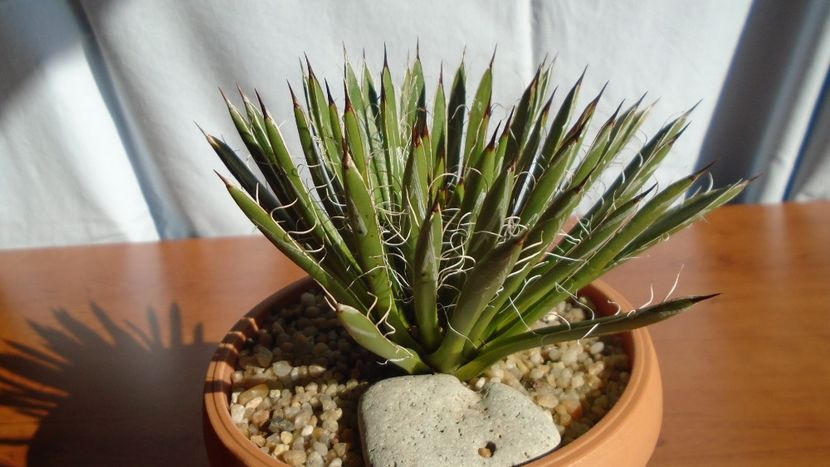 Agave filifera ssp. schidigera - Agave - Yucca si Dracaena 2020