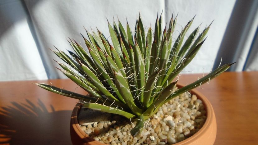 Agave filifera ssp. schidigera - Agave - Yucca si Dracaena 2020