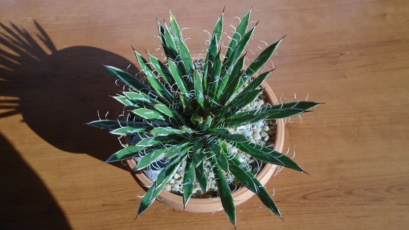 Agave filifera ssp. schidigera - Agave - Yucca si Dracaena 2020