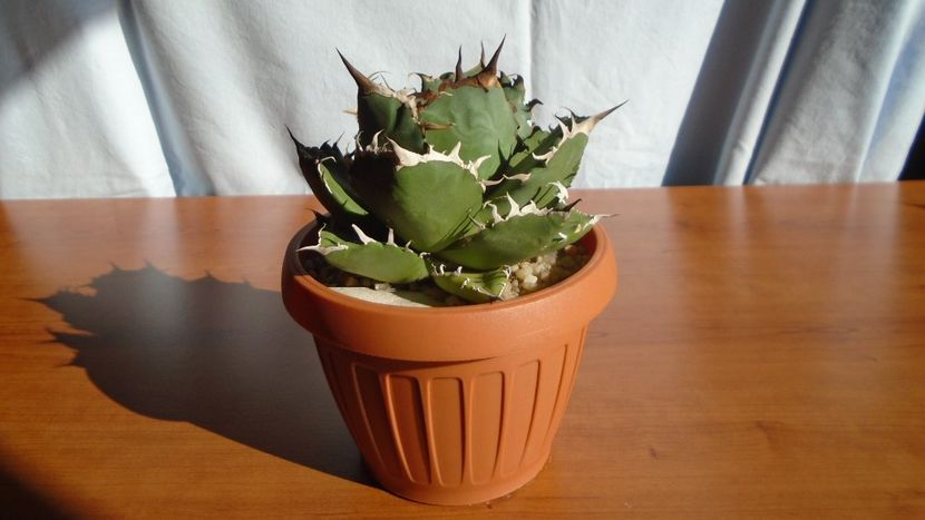 Agave titanota - Agave - Yucca si Dracaena 2020