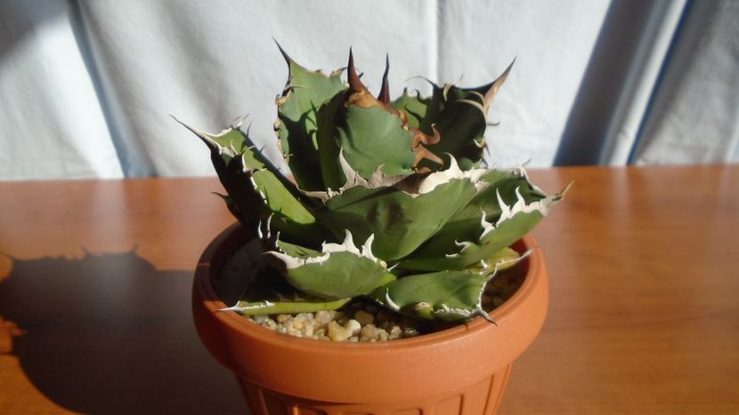 Agave titanota - Agave - Yucca si Dracaena 2020