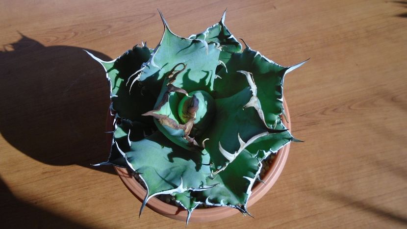 Agave titanota - Agave - Yucca si Dracaena 2020
