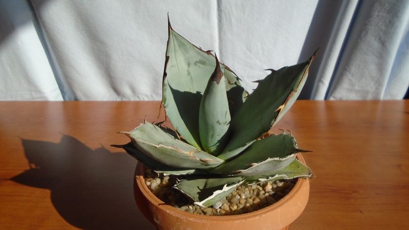 Agave titanota cv. White Ice - Agave - Yucca si Dracaena 2020