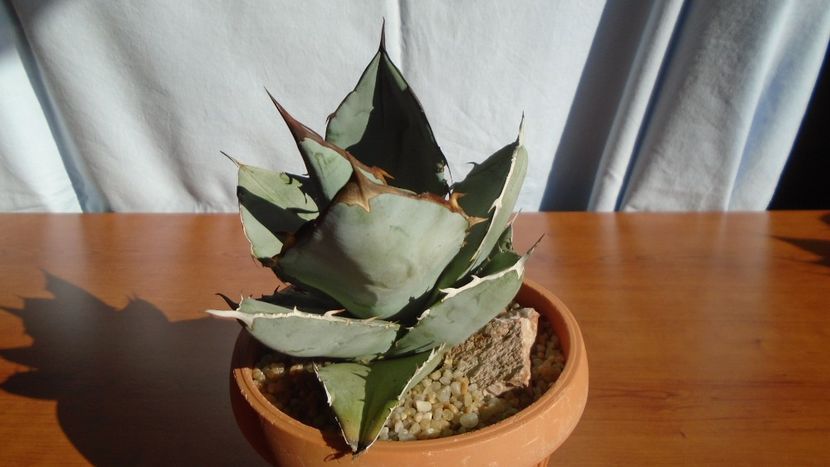 Agave titanota cv. White Ice - Agave - Yucca si Dracaena 2020