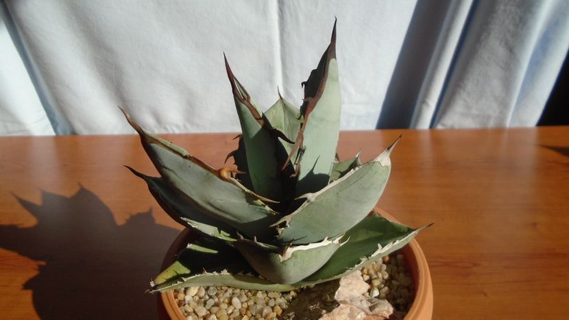 Agave titanota cv. White Ice - Agave - Yucca si Dracaena 2020