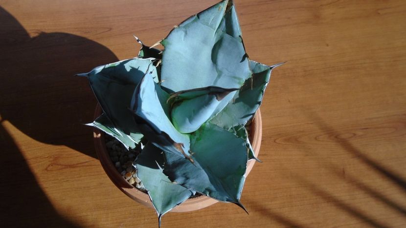Agave titanota cv. White Ice - Agave - Yucca si Dracaena 2020
