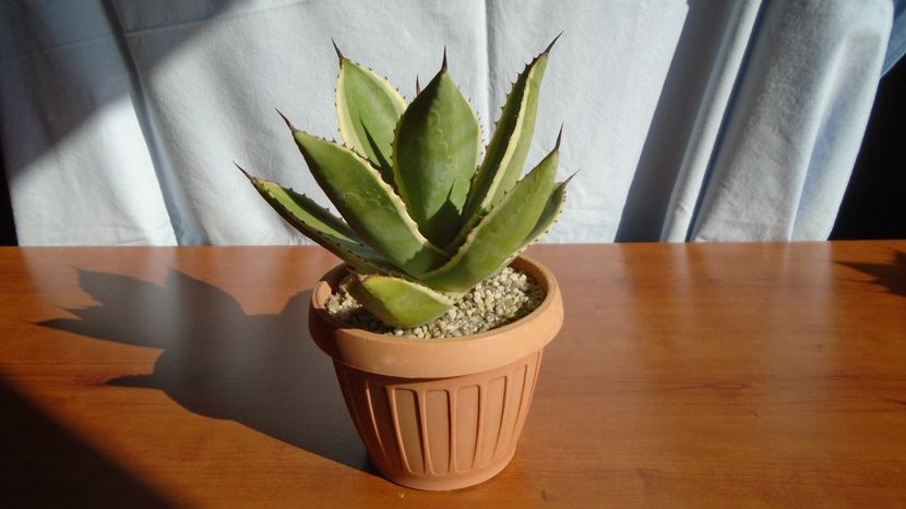 Agave mitis cv. Multicolor - Agave - Yucca si Dracaena 2020
