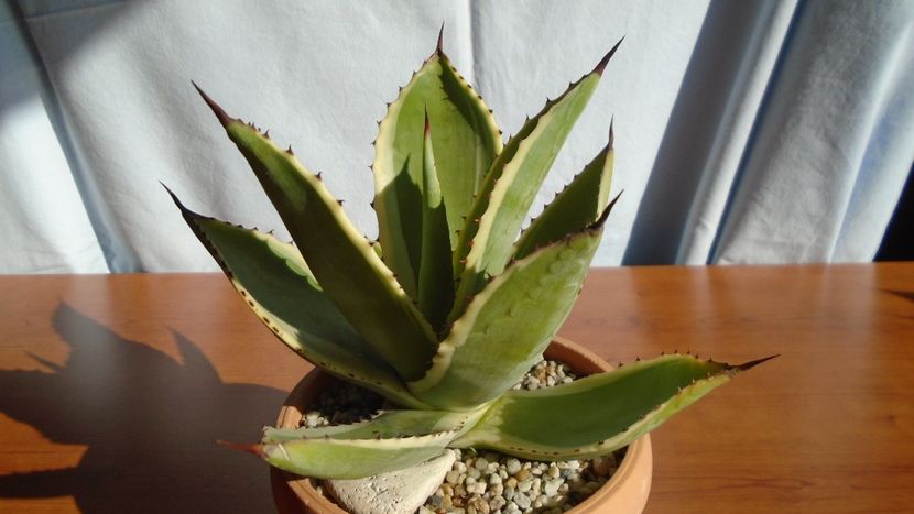 Agave mitis cv. Multicolor - Agave - Yucca si Dracaena 2020
