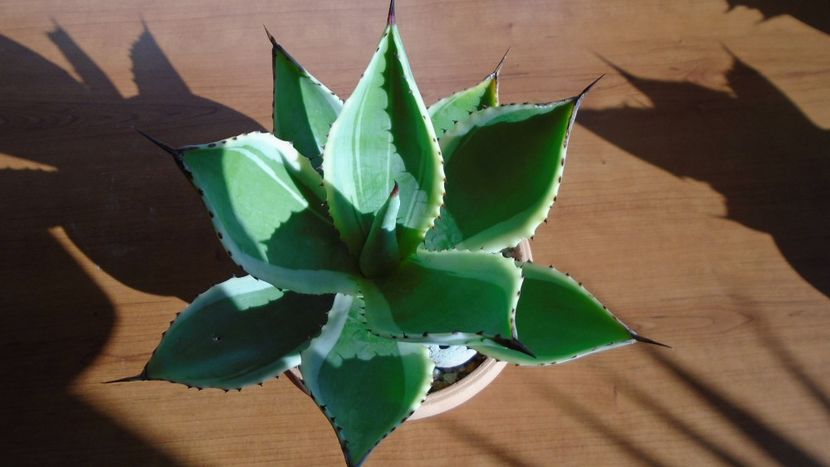 Agave mitis cv. Multicolor - Agave - Yucca si Dracaena 2020