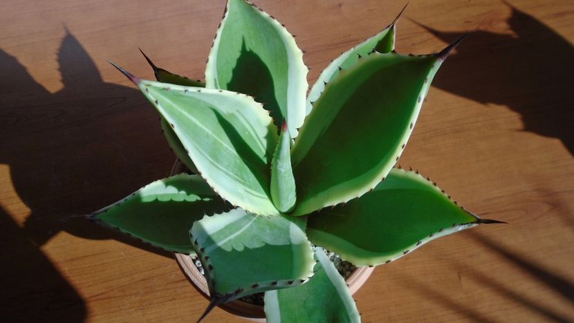 Agave mitis cv. Multicolor - Agave - Yucca si Dracaena 2020