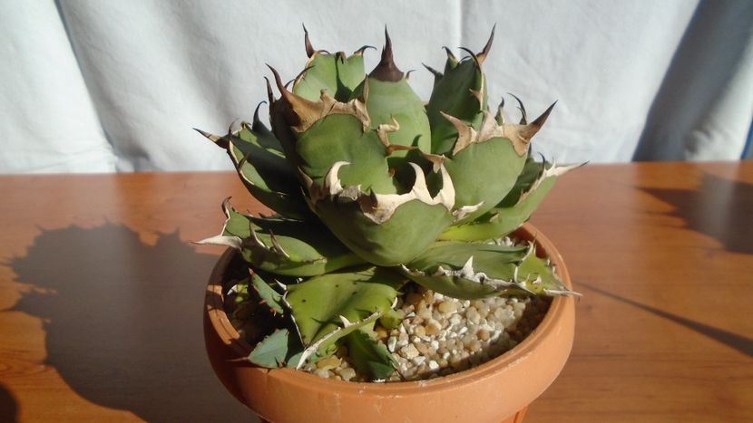 Agave titanota - Agave - Yucca si Dracaena 2020