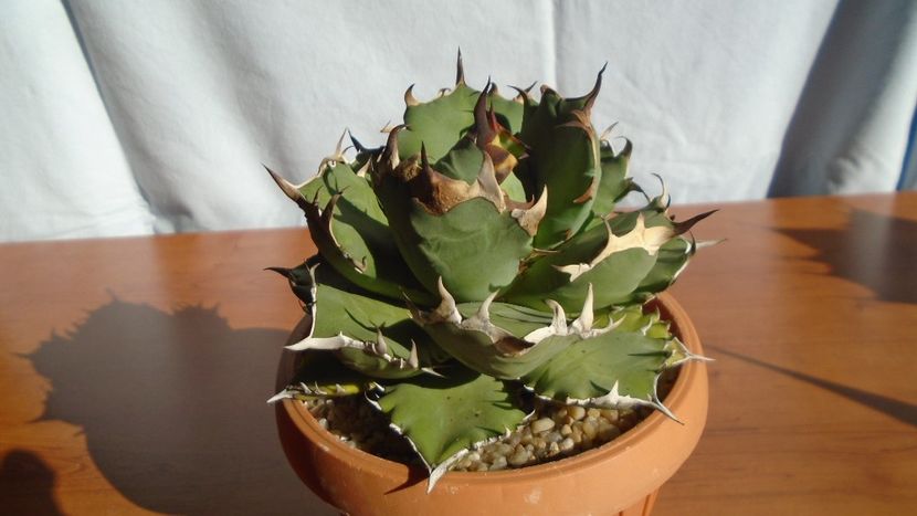 Agave titanota - Agave - Yucca si Dracaena 2020