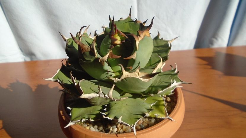 Agave titanota - Agave - Yucca si Dracaena 2020