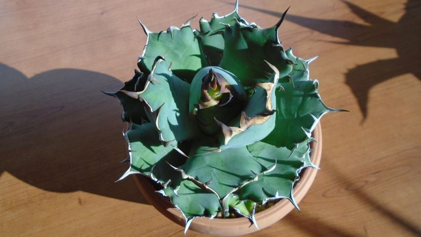 Agave titanota - Agave - Yucca si Dracaena 2020