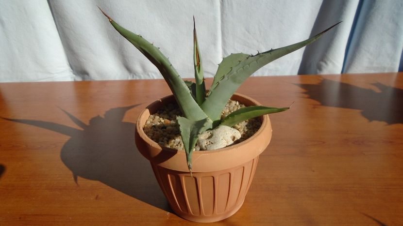 Agave sp. - Agave - Yucca si Dracaena 2020