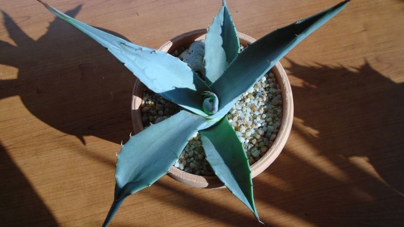 Agave sp. - Agave - Yucca si Dracaena 2020