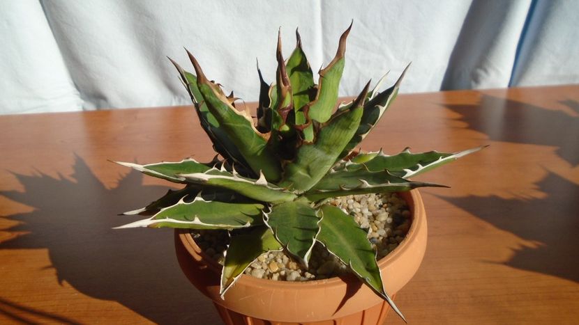 Agave xylonacantha - Agave - Yucca si Dracaena 2020