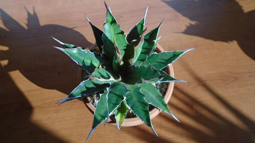 Agave xylonacantha - Agave - Yucca si Dracaena 2020