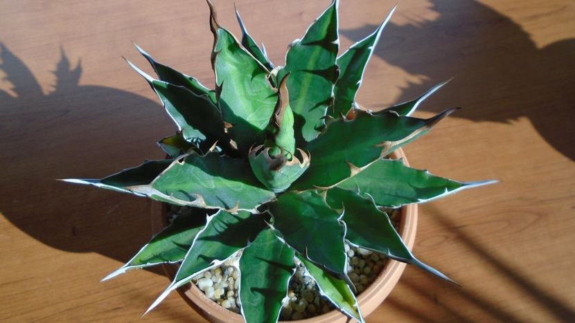 Agave xylonacantha - Agave - Yucca si Dracaena 2020