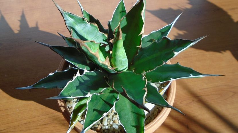Agave xylonacantha - Agave - Yucca si Dracaena 2020