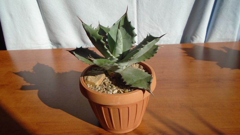 Agave colorata - Agave - Yucca si Dracaena 2020