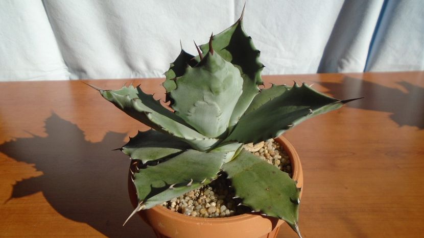 Agave colorata - Agave - Yucca si Dracaena 2020
