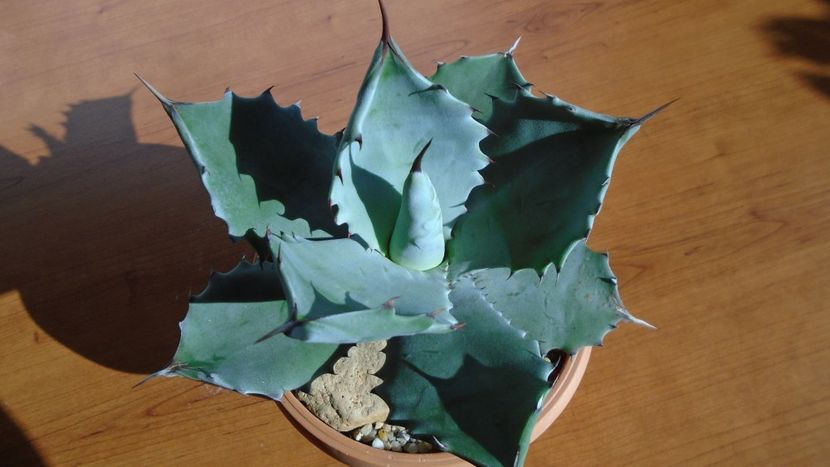 Agave colorata - Agave - Yucca si Dracaena 2020