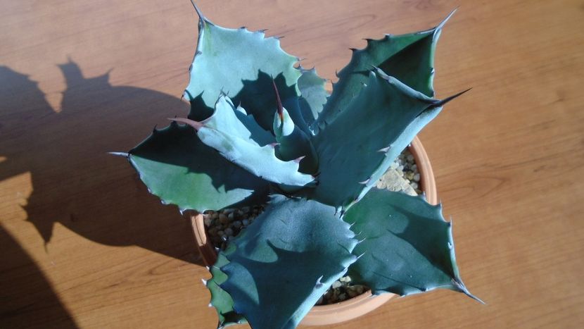 Agave colorata - Agave - Yucca si Dracaena 2020