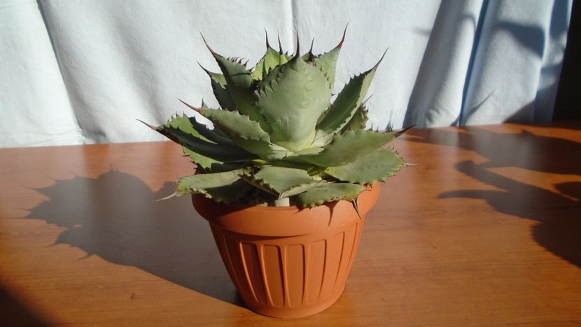 Agave guadalajarana - Agave - Yucca si Dracaena 2020