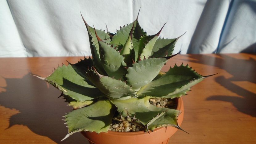 Agave guadalajarana - Agave - Yucca si Dracaena 2020