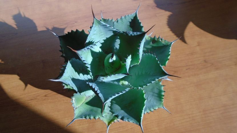 Agave guadalajarana - Agave - Yucca si Dracaena 2020