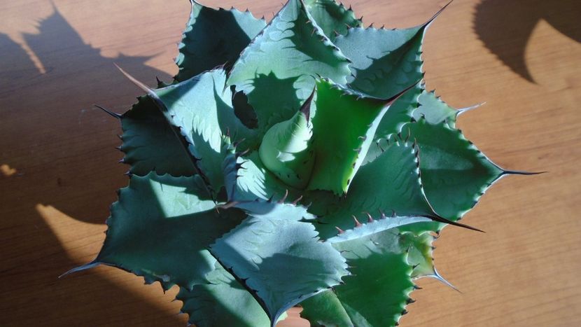 Agave guadalajarana - Agave - Yucca si Dracaena 2020