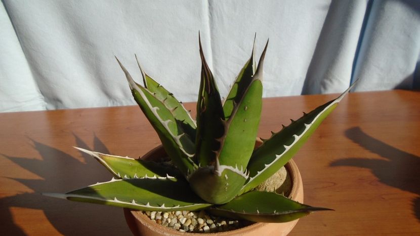 Agave univittata v. lophantha - Agave - Yucca si Dracaena 2020