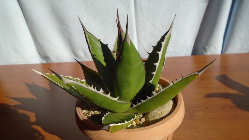 Agave univittata v. lophantha - Agave - Yucca si Dracaena 2020