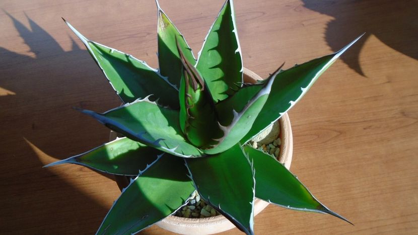Agave univittata v. lophantha - Agave - Yucca si Dracaena 2020