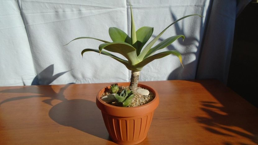 Grup de 3 agave - Agave - Yucca si Dracaena 2020