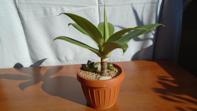 Grup de 3 agave - Agave - Yucca si Dracaena 2020