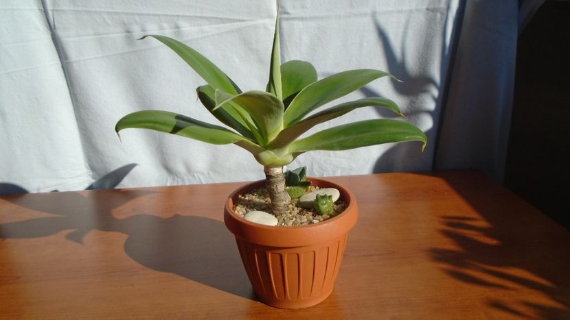 Grup de 3 agave - Agave - Yucca si Dracaena 2020