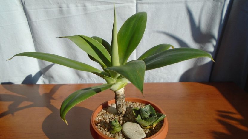Grup de 3 agave - Agave - Yucca si Dracaena 2020
