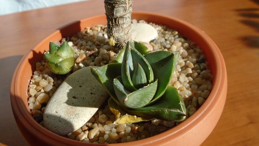 Agave pumila f. nana - Agave - Yucca si Dracaena 2020