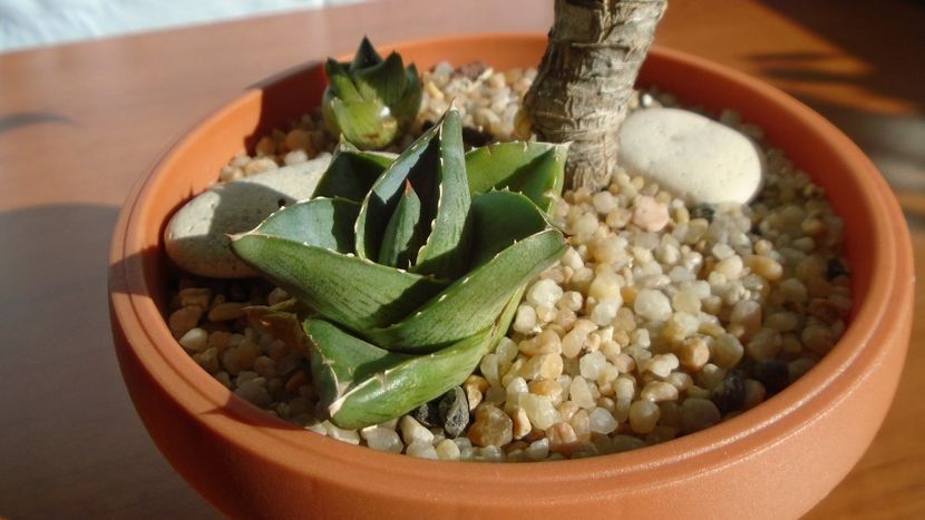 Agave pumila f. nana - Agave - Yucca si Dracaena 2020
