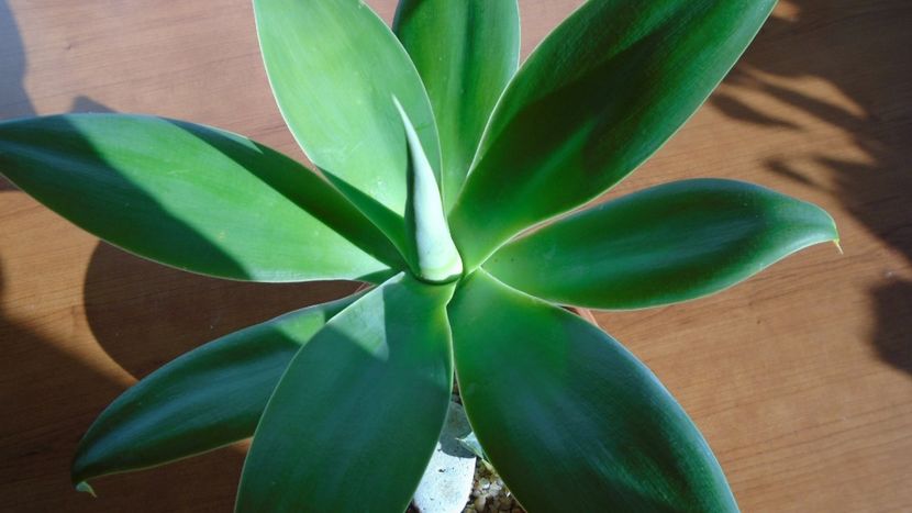 Agave attenuata - Agave - Yucca si Dracaena 2020