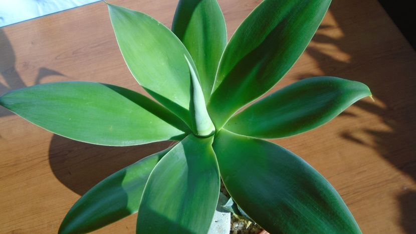 Agave attenuata - Agave - Yucca si Dracaena 2020
