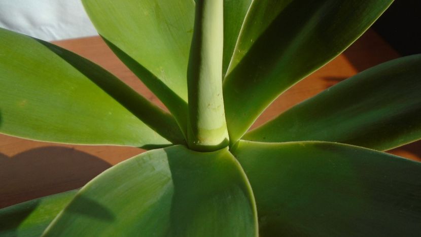 Agave attenuata - Agave - Yucca si Dracaena 2020