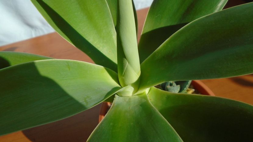 Agave attenuata - Agave - Yucca si Dracaena 2020