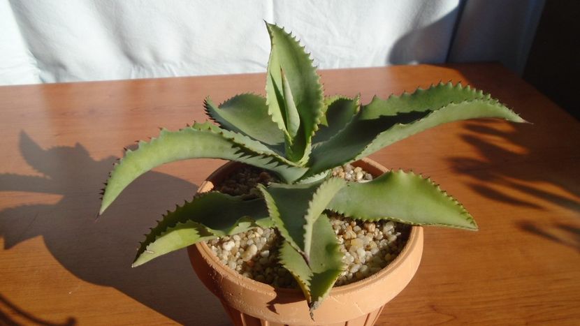 Agave gypsophila - Agave - Yucca si Dracaena 2020