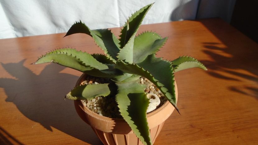 Agave gypsophila - Agave - Yucca si Dracaena 2020