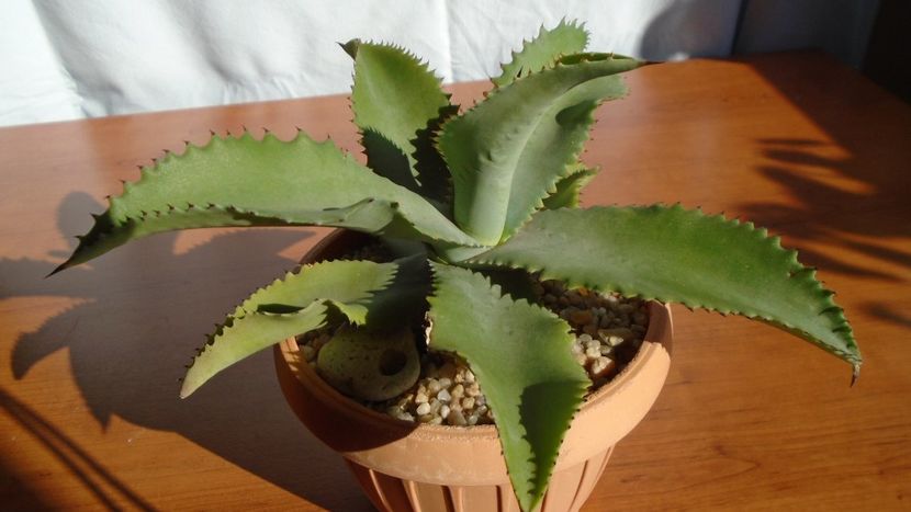 Agave gypsophila - Agave - Yucca si Dracaena 2020