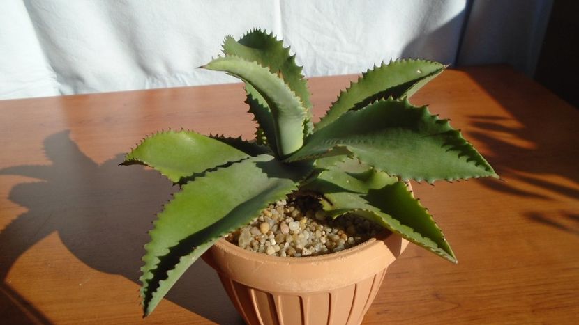 Agave gypsophila - Agave - Yucca si Dracaena 2020